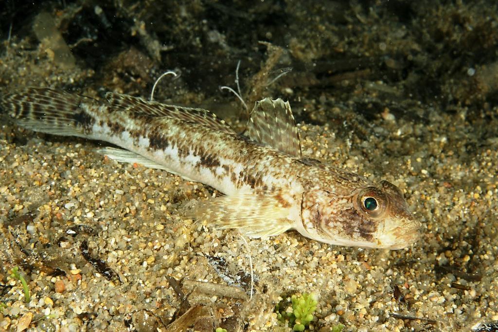 giovanile Gobius geniporus